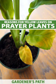 Pink slime can appear on the spots. Common Causes Of Yellow Leaves On Prayer Plants Gardener S Path