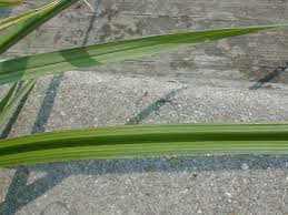 Image result for Cyperus nduru