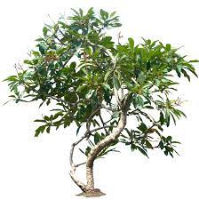 Plumeria05l Png 895 900 Plumeria Tree Plants Plant Pictures