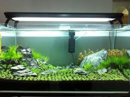 Aquarium Live Plants For Beginners Live Aquarium Plants Aquarium Planted Aquarium