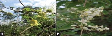 Image result for Clematis simensis