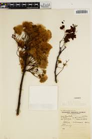 Image result for Rhynchosia resinosa