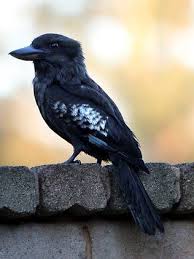 Birds That Start With A U No Cookies Dailytelegraph Com Au Melanism Rare Animals Melanistic