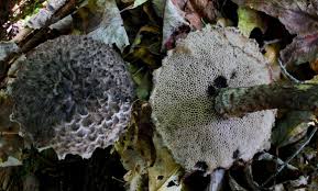 Image result for Strobilomyces strobilaceus