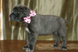Puppyfinder.com is your source for finding an ideal cane corso puppy for sale in maryland, usa area. View Ad Cane Corso Puppy For Sale Near Ohio Montville Usa Adn 96925