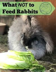 That is why at the first time we answer the question of can rabbits eat bread or not, we said it is okay but. What Not To Feed Rabbits The Cape Coop Rabbit Eating Rabbit Feeding Rabbit Diet
