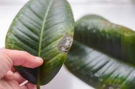 If you are suspecting that your rubber plant has a problem with its ph level then you need to confirm it by purchasing a soil test kit. Why Are My Rubber Plant Leaves Turning Yellow Smart Garden Guide