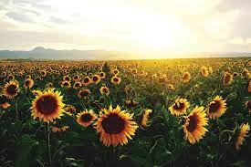 Sunflowers Work Together To Avoid Overcrowding And Soak Up Rays New Scientist Bunga