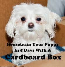 Fill up the water dish and set it out. How To Housetrain A Puppy In 5 Days Using A Cardboard Box Pethelpful By Fellow Animal Lovers And Experts