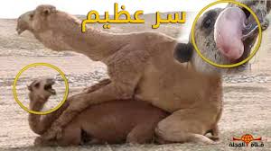 لماذا دعانا الله بالنظر الى الأبل معلومات رائعة عن الجمل جمل Youtube