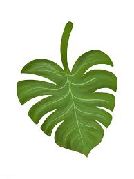 Tropical Split Leaf Philodendron Illustration Free Image By Rawpixel Com Philodendron Plant Leaves Tropical Leaves Illustration