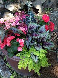 African Mask Rieger Begonias Non Top Begonias Coleus Rex Begonias And Lysmachia Container Gardening Flowers Container Garden Design Garden Containers