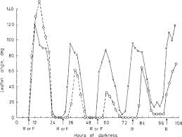 Image result for Samanea leptophylla