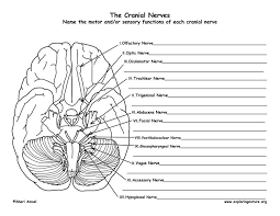 Cranial Nervesbw Labeling72 Jpg 792 612 Nervous System Lesson Plans Life Science High School Nervous System Lesson