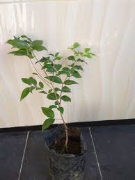 Maybe you would like to learn more about one of these? Jual Tanaman Anggur Jaboticaba Preco Bibitbunga Com