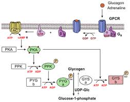 Although a depletion of hepatic glycogen was a constant finding at the . Glucagon Wikipedia