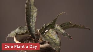 Image result for Pyrenacantha kirkii