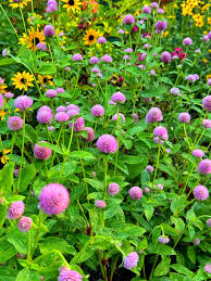 Image result for Gomphrena globosa