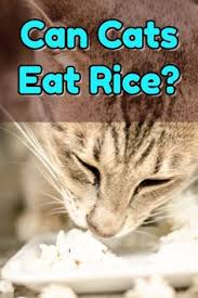 A community for 11 years. 15 Food For Cat Ideas Cats Cat Food Cat Nutrition