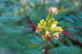 Image result for Erythrostemon gilliesii