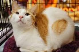 A petsmart store often has an adoption area where rescue groups display cats and kittens available for adoption. Adopt Wendal And Doozie On Petfinder Orange And White Cat Tabby Cat Cute Cats