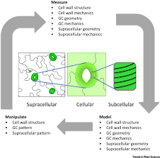 Animal cell wall is essentially made of. Models And Mechanisms Of Stomatal Mechanics Trends In Plant Science