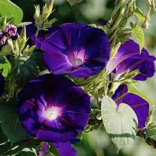 Image result for Ipomoea lapathifolia