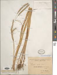 Image result for Cenchrus geniculatus