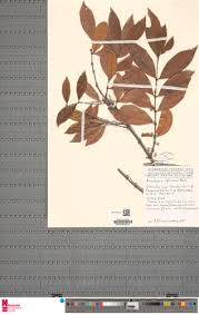 Image result for Aneulophus