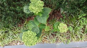 アジサイの花の部分が緑の葉っぱみたいになってるのは病気 あえて病気にさせて売ってたりもするらしい こわ Togetter