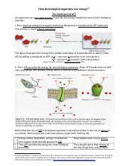 Mitochondria are called power houses of the cells. How Organisms Use Energy Sho 1 How Do Biological Organisms Use Energy 1 The Importance Of Atp All Organisms Use A Two Step Process To Provide The Course Hero