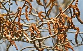 Image result for Spirostachys