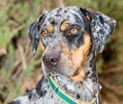 Black And Tan Catahoula Hound Dogs Puppies For Sale Pupcity Com Leopard Dog Catahoula Leopard Dog Rare Dogs