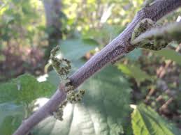 Image result for Boehmeria nivea