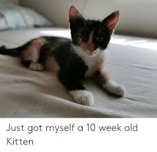Check spelling or type a new query. Just Got Myself A 10 Week Old Kitten Old Meme On Me Me