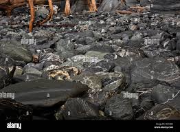 BRITISH COLUMBIA - Rocks along the beach northwest of Thrasher Cover on the  West Coast Trail in the Pacific Rim National Park Stock Photo - Alamy