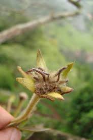 Image result for Gnidia kraussiana