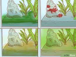 Get rid of algae and keep it from coming back so you can enjoy a clean, clear pool again. How To Decrease Aquarium Algae Naturally 12 Steps With Pictures