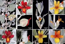 Image result for Petalidium englerianum