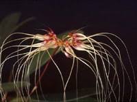 Maybe you would like to learn more about one of these? Orchid Hybrid Bulbophyllum Thai Spider