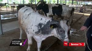 Belçika'nın mavi cins i̇nekleri | belgium blue cow. Hayvan Pazari Belcika Mavisi Melezi 8 Aylik Duve Fiyati Balikesir Youtube