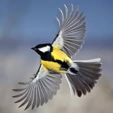 Beautiful Birds In Flight Images Small Flying Bird Google Search Pet Birds Beautiful Birds Birds Flying