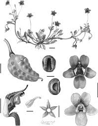 Image result for Triceratella drummondii