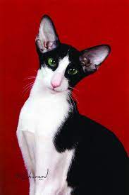 Kittens for sale in new hampshire Black And White Oriental Shorthair Cat Novocom Top