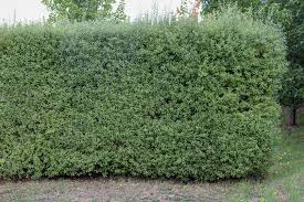 Image result for Pittosporum tenuifolium