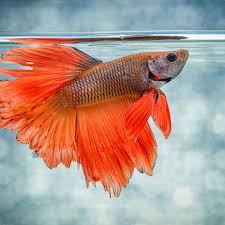 Buy live online siamese fighter fish now available at petwave, the majority of which are sourced from superior our bettas are packed carefully and delivered direct to you with a 100% live fish guarantee. Betta Siamese Fighting Fish Species Profile