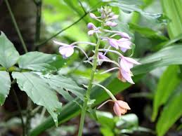 Image result for Calanthe sylvatica