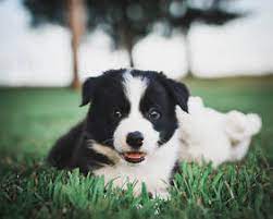 Border collies are intelligent dogs that love to work & are devoted to their families. Bordoodle Puppy Gallery Allergy Friendly Designer Doodle