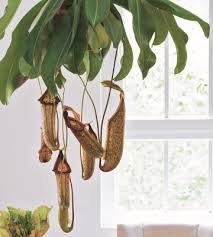 Une plante carnivore est une plante capable d'attirer et de capturer des proies (insectes, acariens et autres petits invertébrés essentiellement) puis de les assimiler, entièrement ou en partie, afin de subvenir (partiellement) à ses propres besoins. Nepenthes Conseils Et Entretien Truffaut