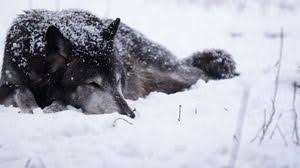 A collection of the top 86 wolf black and white wallpapers and backgrounds available for download for free. Wolf Tablet Laptop Wallpapers Hd Desktop Backgrounds 1366x768 Images And Pictures